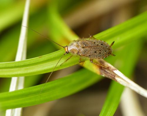 Ectobius lapponicus